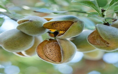 تصویر 2 از بادام درختی سبز با طعم طبیعی و مغذی